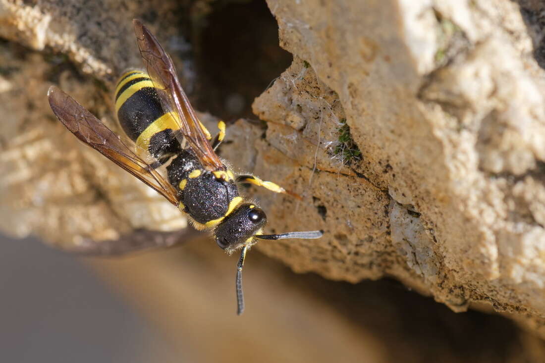 Image of Ancistrocerus reconditus Gusenleitner 1983