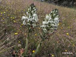 Plancia ëd Chloraea piquichen (Lam.) Lindl.