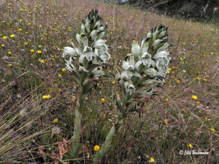 Chloraea piquichen (Lam.) Lindl.的圖片