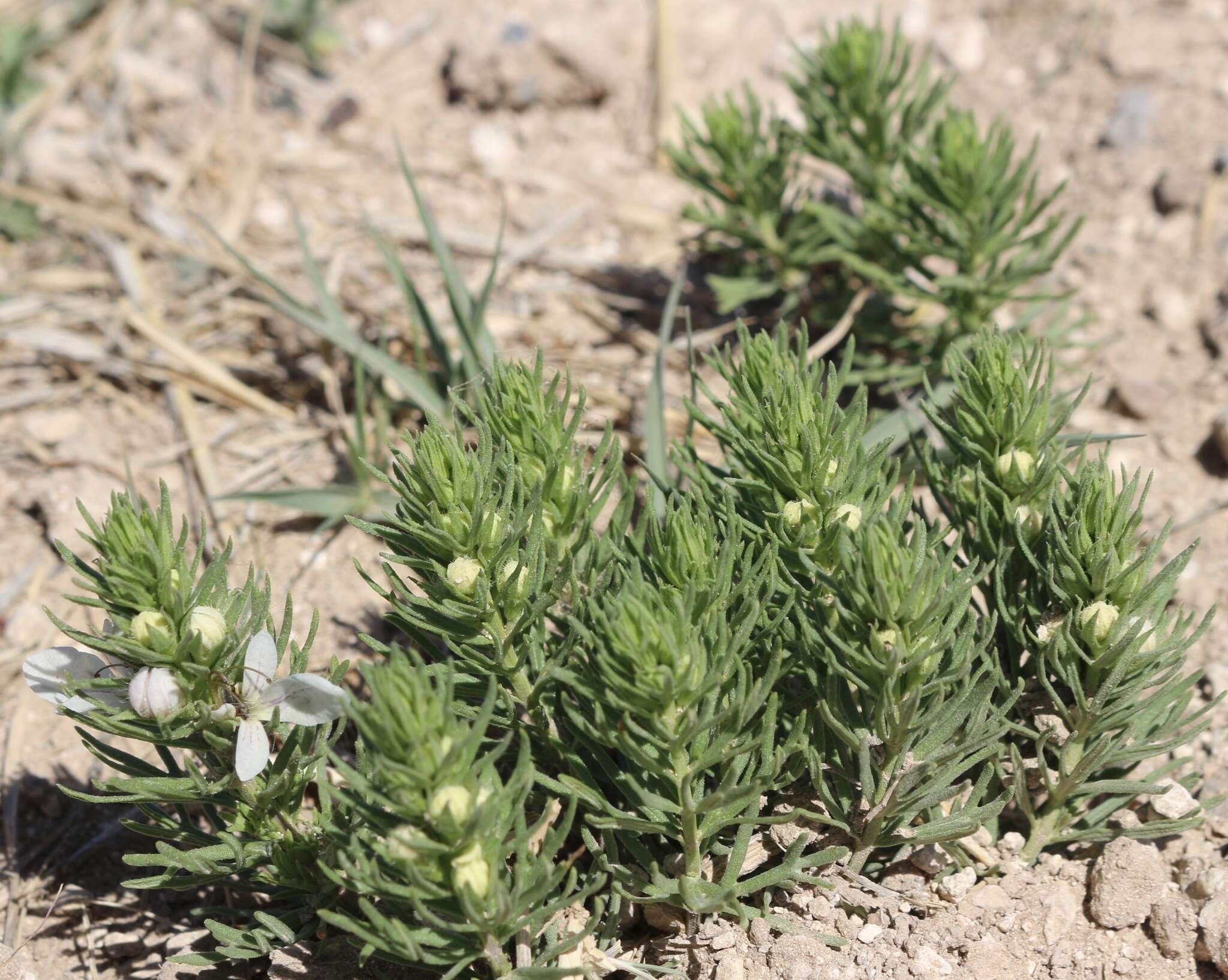 Teucrium laciniatum Torr.的圖片