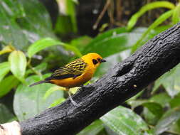 Image of Golden Tanager