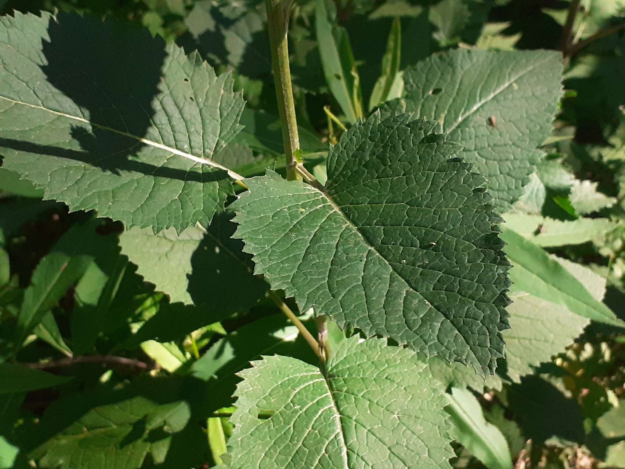 Plancia ëd Jacobaea alpina (L.) Moench