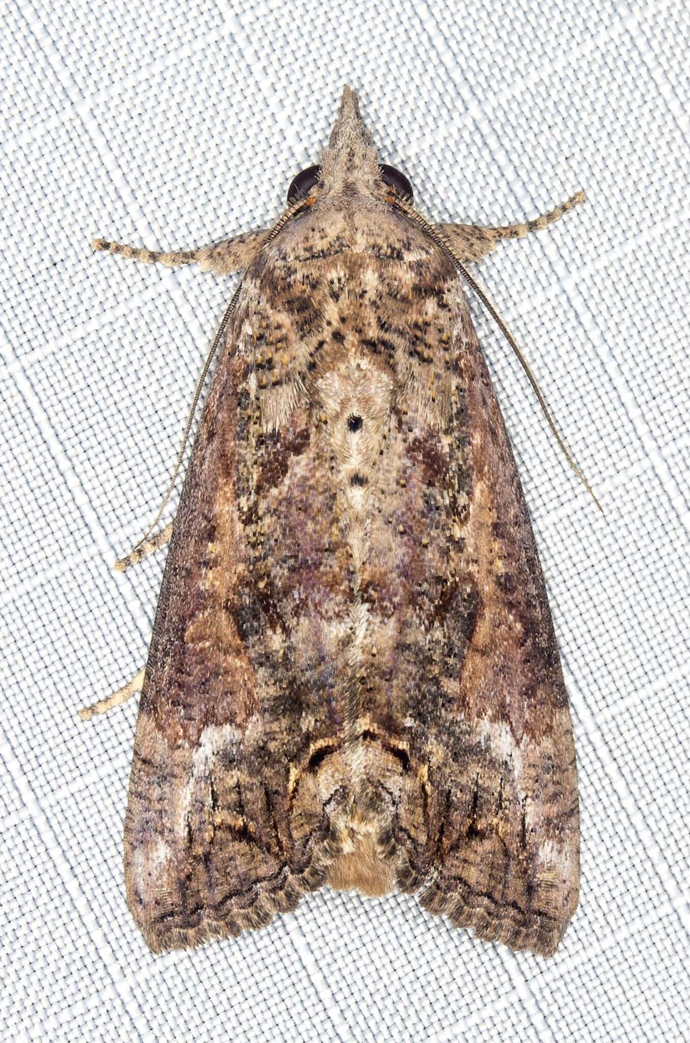 Image of Moth