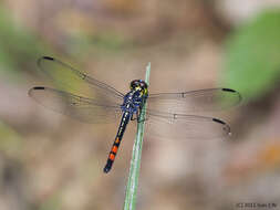 Слика од Agrionoptera sexlineata Selys 1879