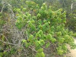 Image of Solanum cordifolium Dun.