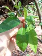 Image of southern crab apple