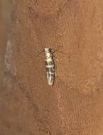 Imagem de Argyresthia trifasciata Staudinger 1871