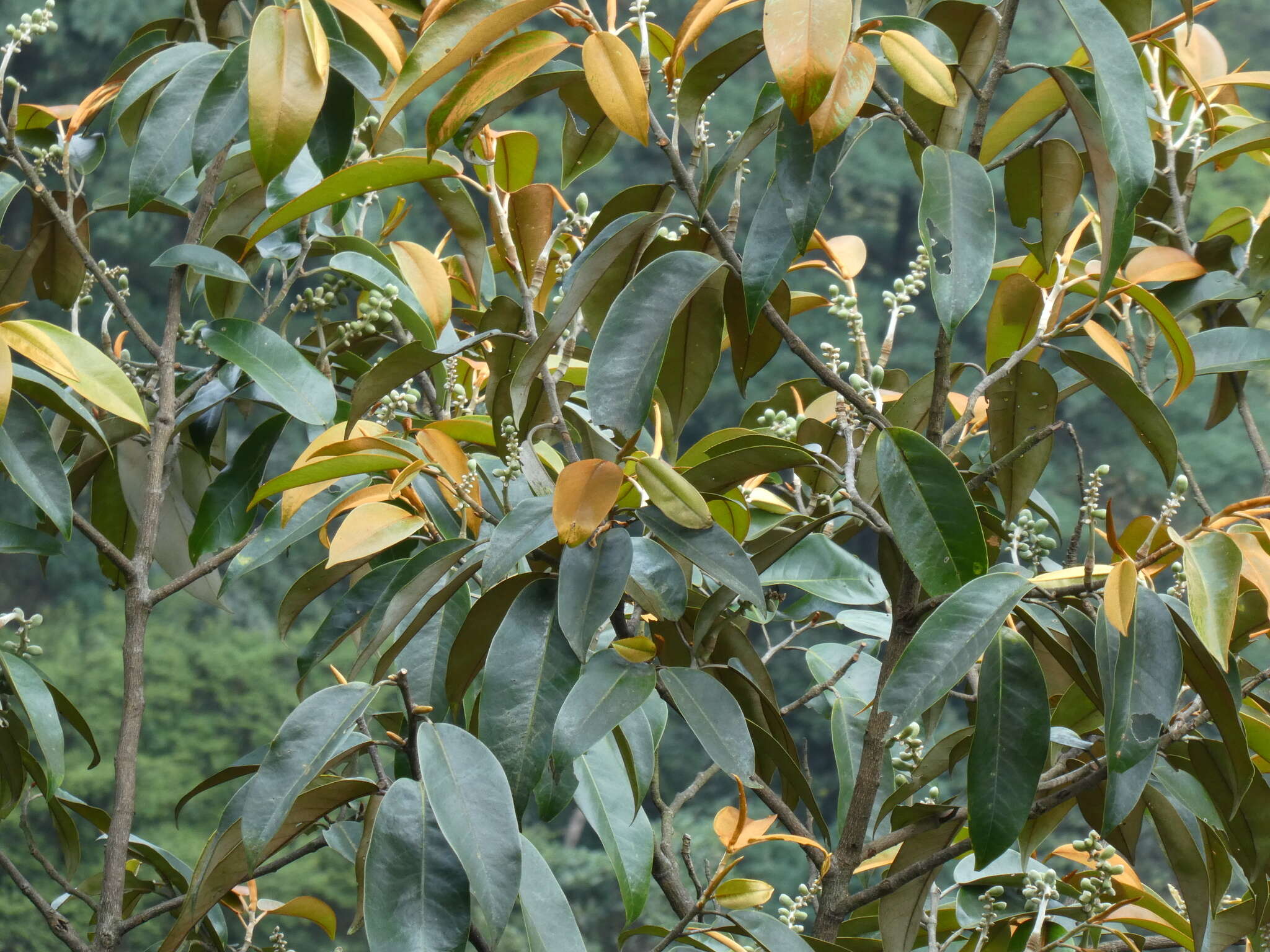 Image of Magnolia foveolata (Merr. ex Dandy) Figlar