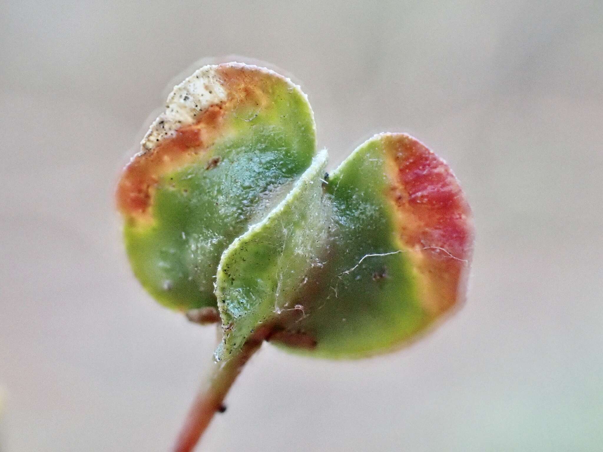 Image of narrow-leaf hopbush