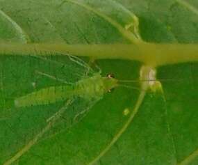 Image of Chrysopidae