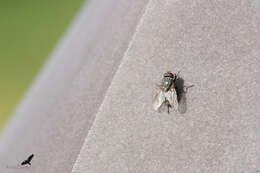 Image of False stable fly