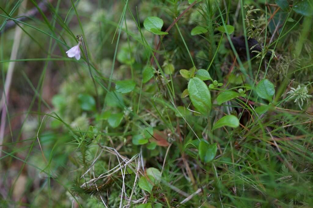 Image de Linnaea borealis L.