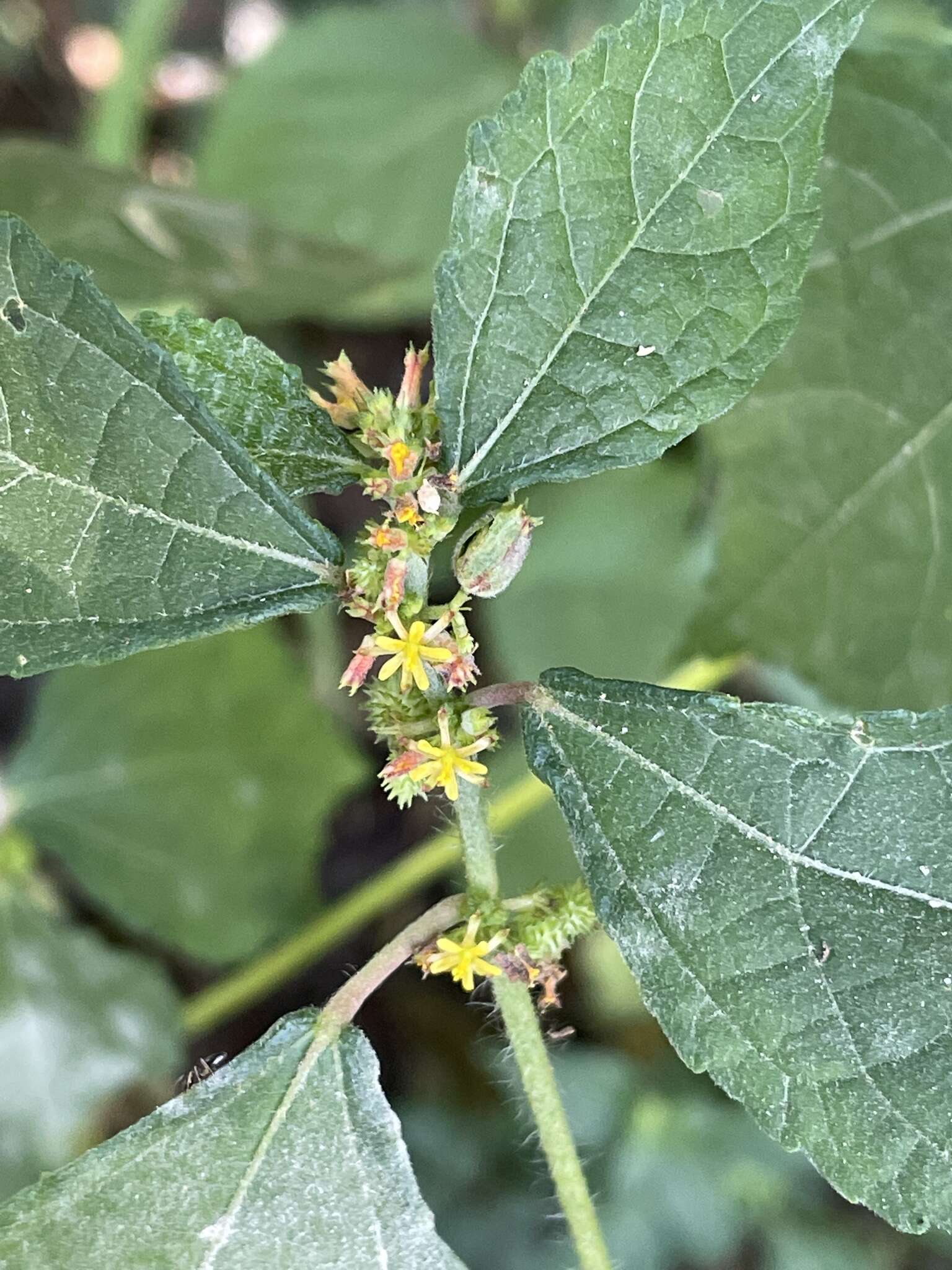 Image of fivestamen burbark