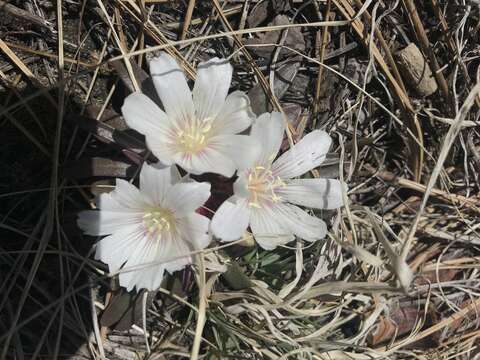 Image of shortsepal lewisia