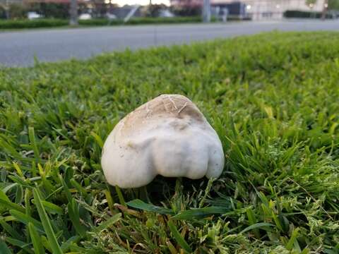 Image of Pluteus pouzarianus Singer 1983