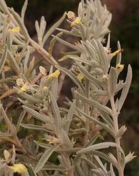 Слика од Stachys flavescens Benth.