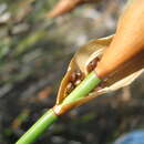 Image of Elegia racemosa (Poir.) Pers.