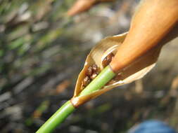 Image of Elegia racemosa (Poir.) Pers.