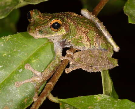 Image of Slender-legged Treefrog