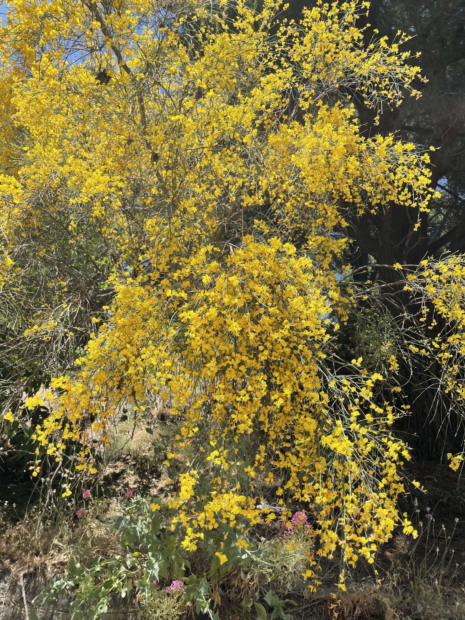 Image of Mt. Etna broom