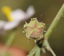 Image of White Fen-Rose