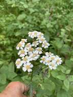 Sivun Achillea impatiens L. kuva