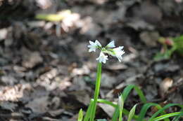 Image of Threecorner leek