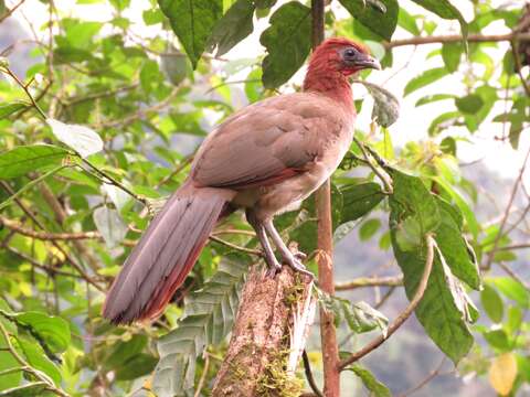 Plancia ëd Ortalis erythroptera Sclater, PL & Salvin 1870