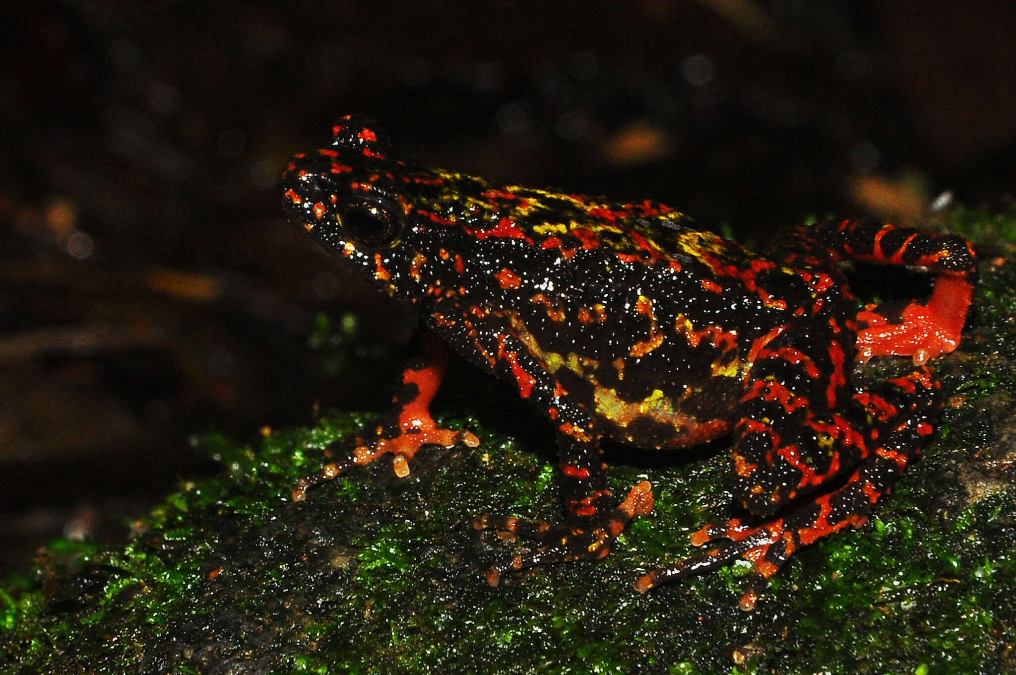 Image de Leptophryne cruentata (Tschudi 1838)