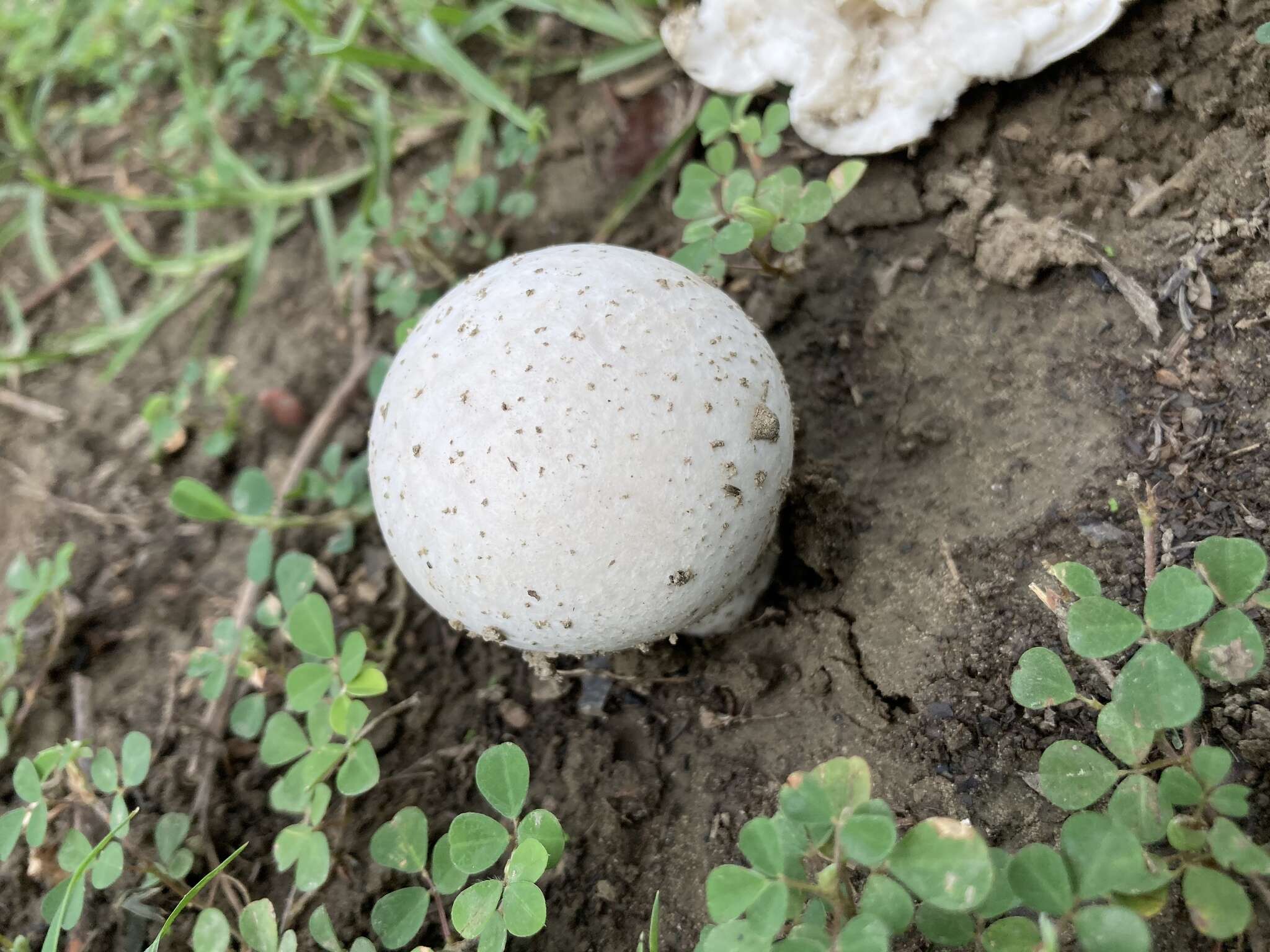 Imagem de Calvatia lilacina (Mont. & Berk.) Henn. 1904