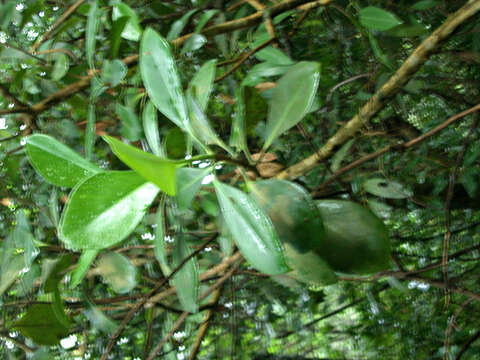 Image of Autograph Tree