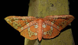 Image of Draconia peripheta Cramer 1777