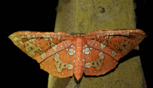 Image of Draconia peripheta Cramer 1777