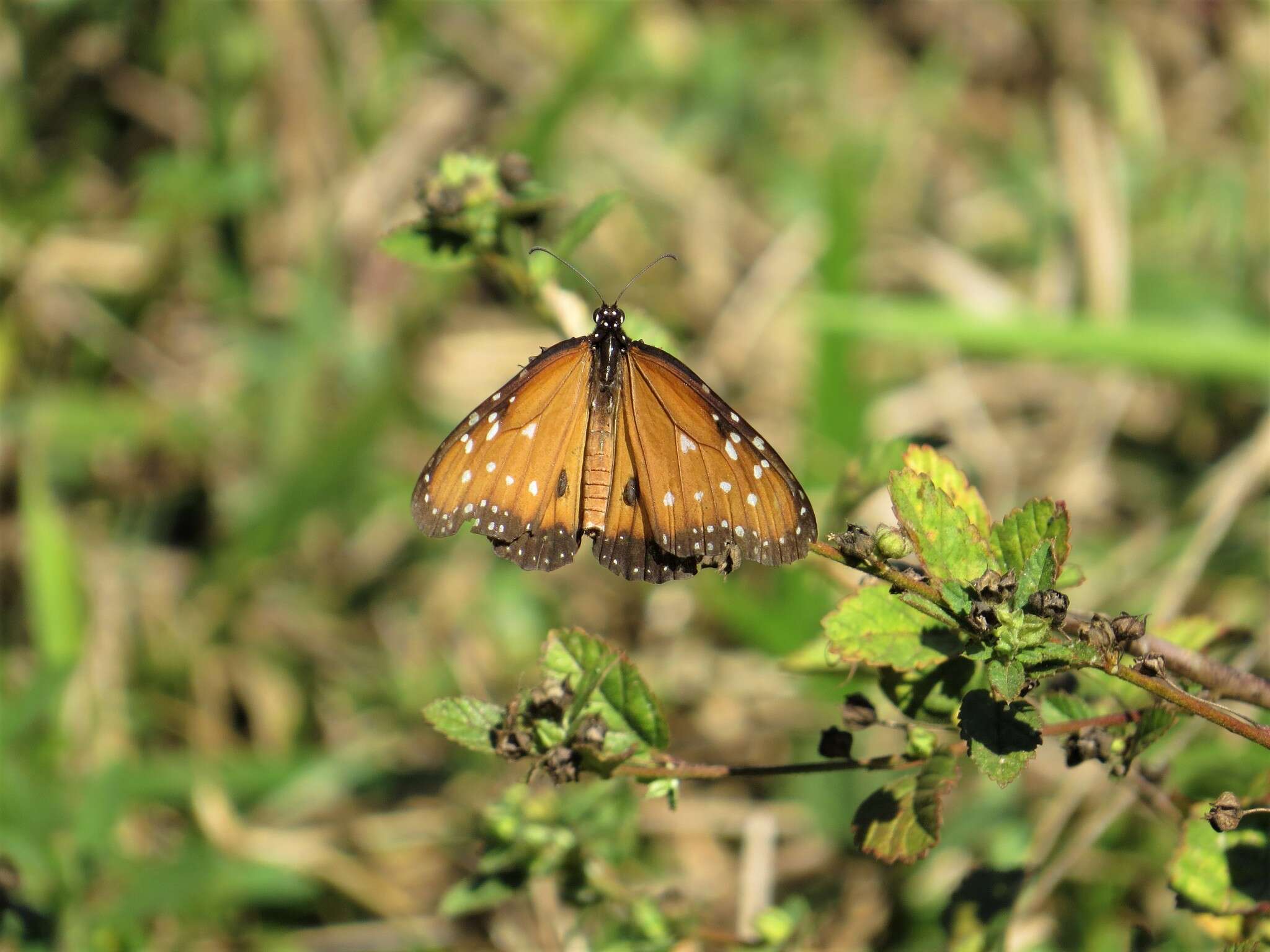 صورة <i>Danaus <i>gilippus</i></i> gilippus