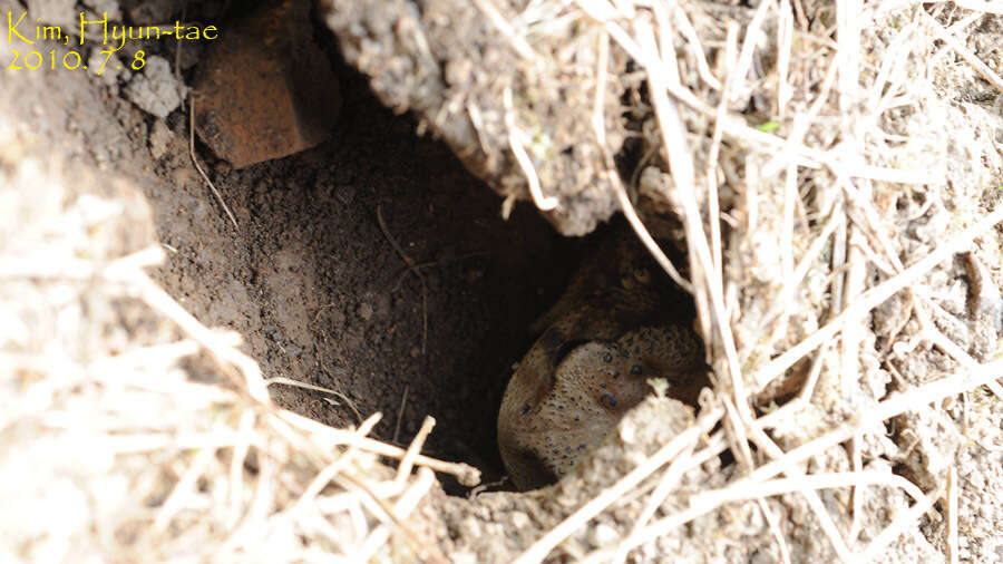 Image of Asiatic Toad