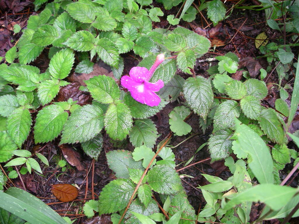 Image of Achimenes grandiflora (Schiede) DC.