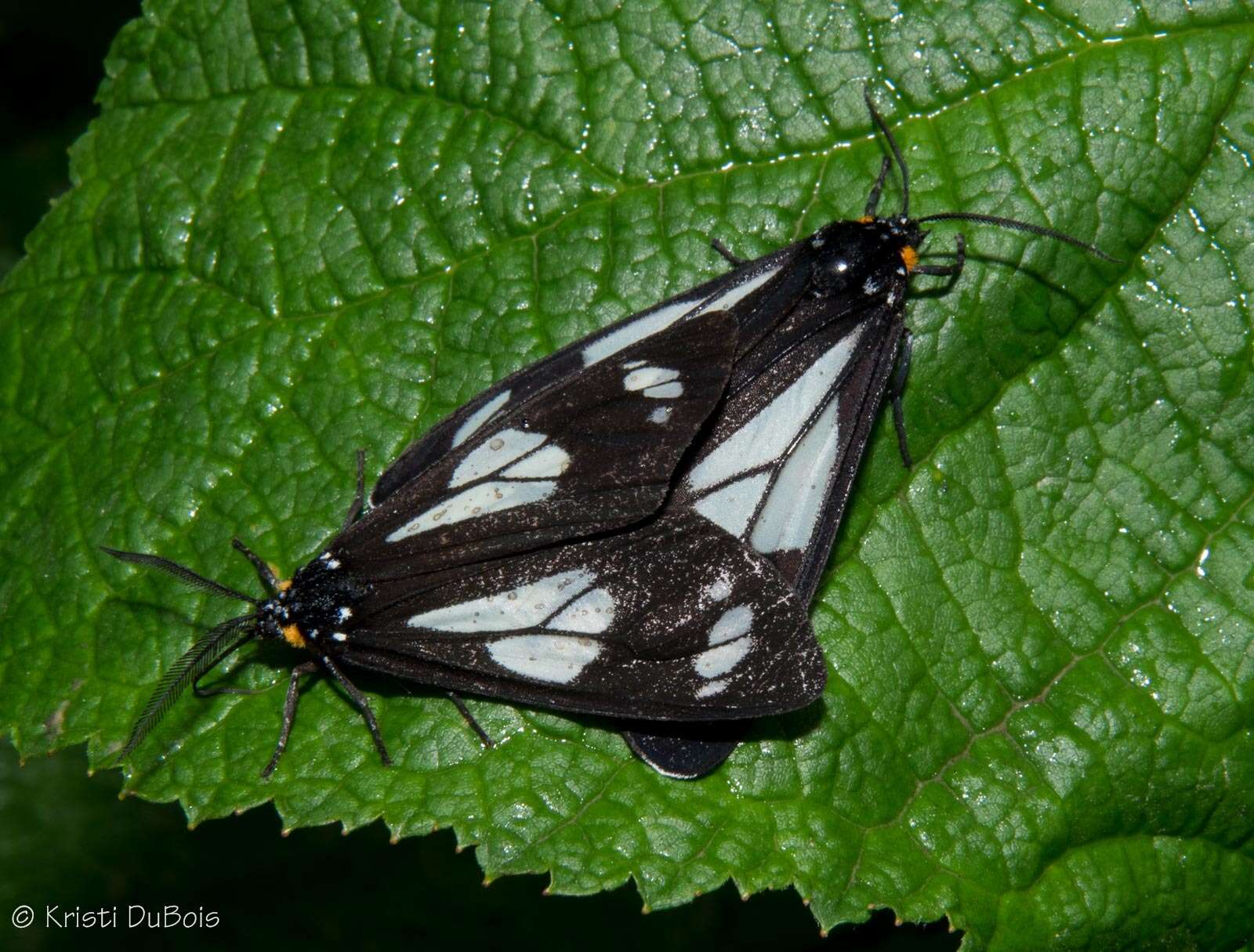 Imagem de Gnophaela vermiculata Grote 1864