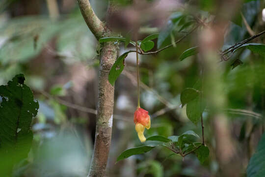 Image of Drymonia pendula (Poepp.) Wiehler