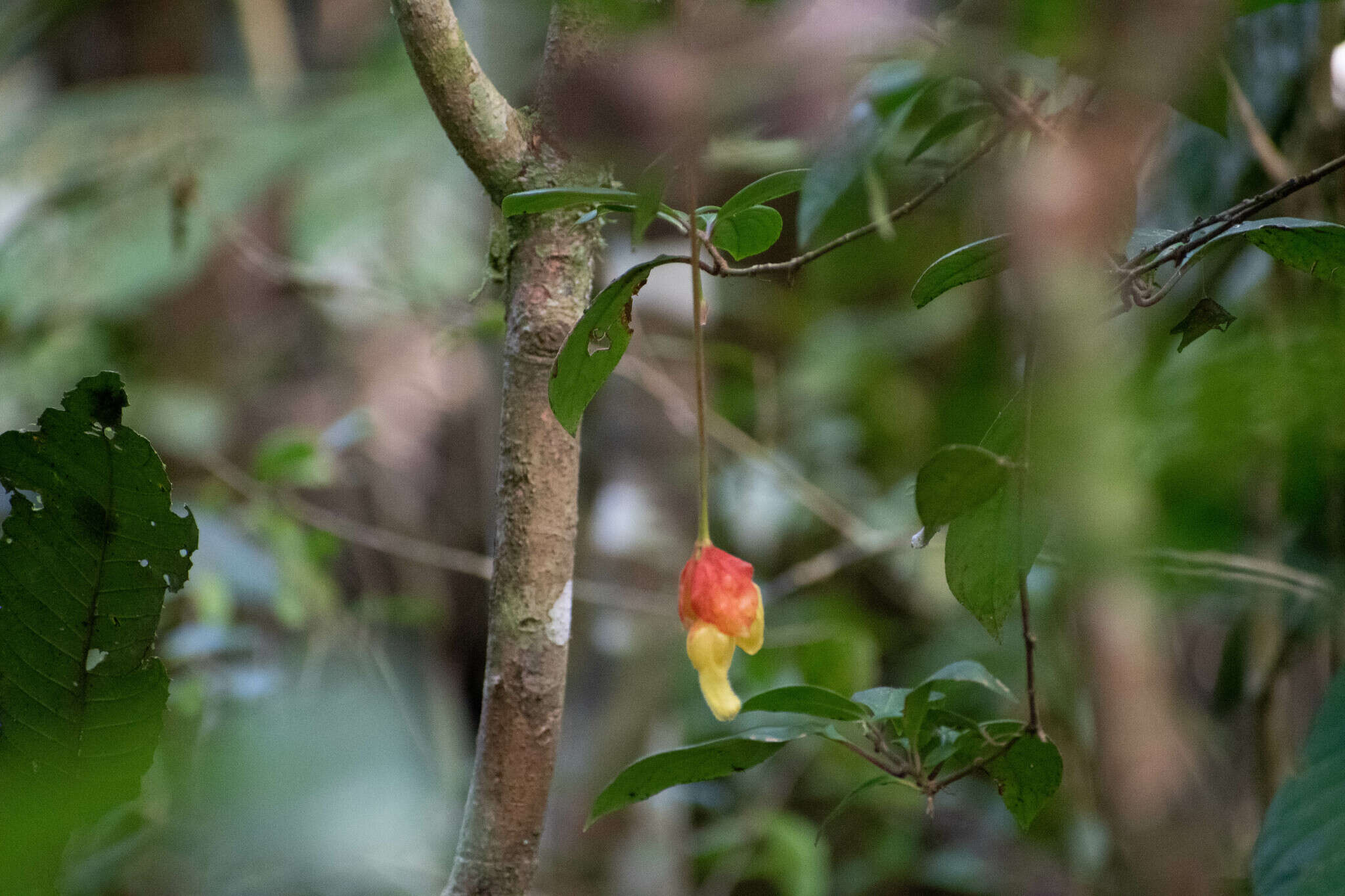 Image of Drymonia pendula (Poepp.) Wiehler