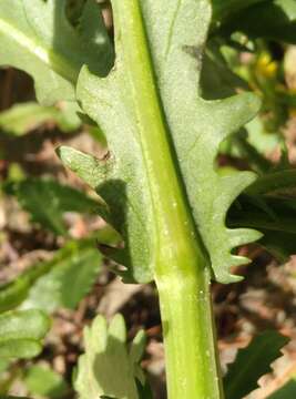 Sivun Senecio matatini subsp. basinudus (Ornduff) Courtney, de Lange & Pelser kuva