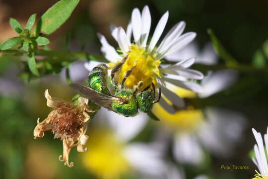 صورة Agapostemon sericeus (Förster 1771)