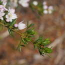 Image of Boronia citriodora subsp. paulwilsonii Duretto