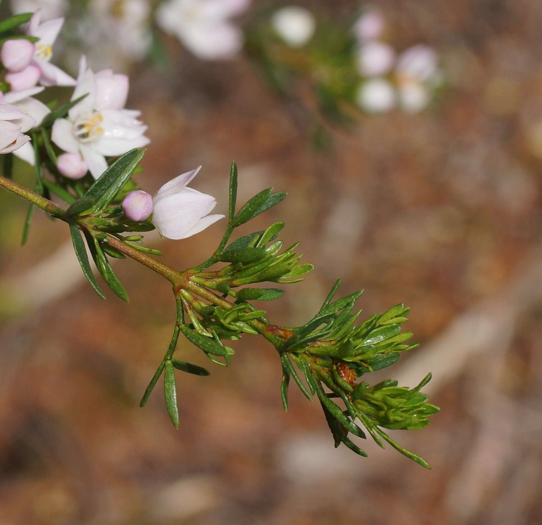 Image of Boronia citriodora subsp. paulwilsonii Duretto