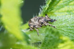 Panscopus (Phymatinus) gemmatus Le Conte 1857的圖片