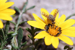 Image of Adelidea maculata Hesse 1938