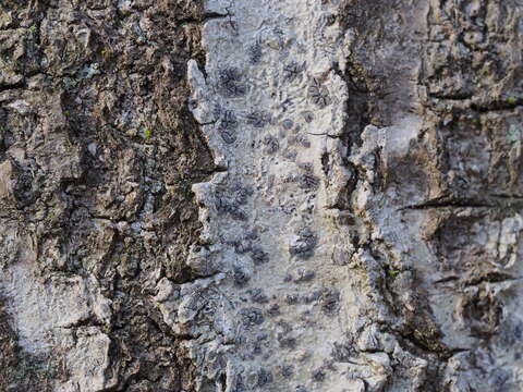 Image of Phaeographis brasiliensis (A. Massal.) Kalb & Matthes-Leicht