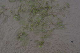 Image of Panarctic Water-Crowfoot