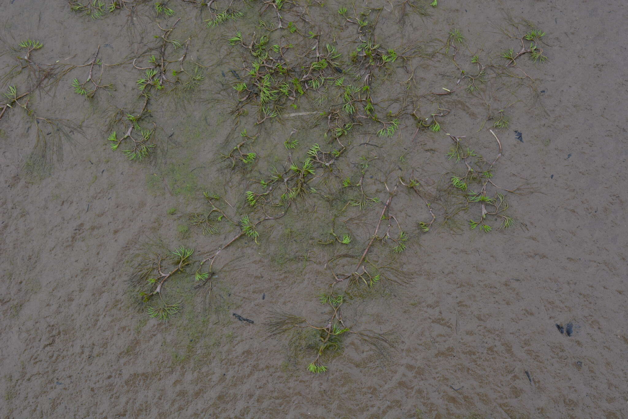 Image of Panarctic Water-Crowfoot