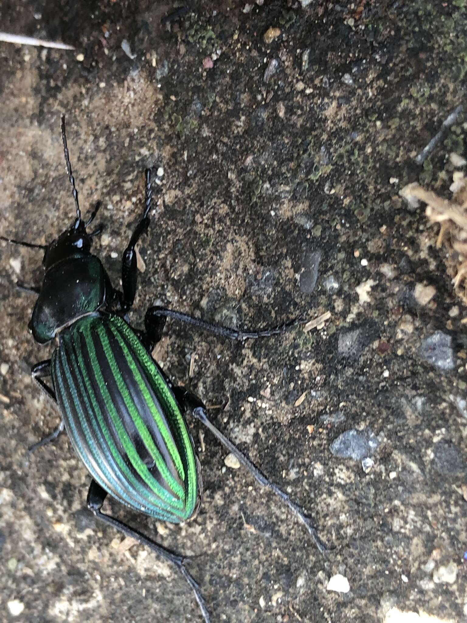 Imagem de Calosoma (Blaptosoma) viridisulcatum Chaudoir 1863