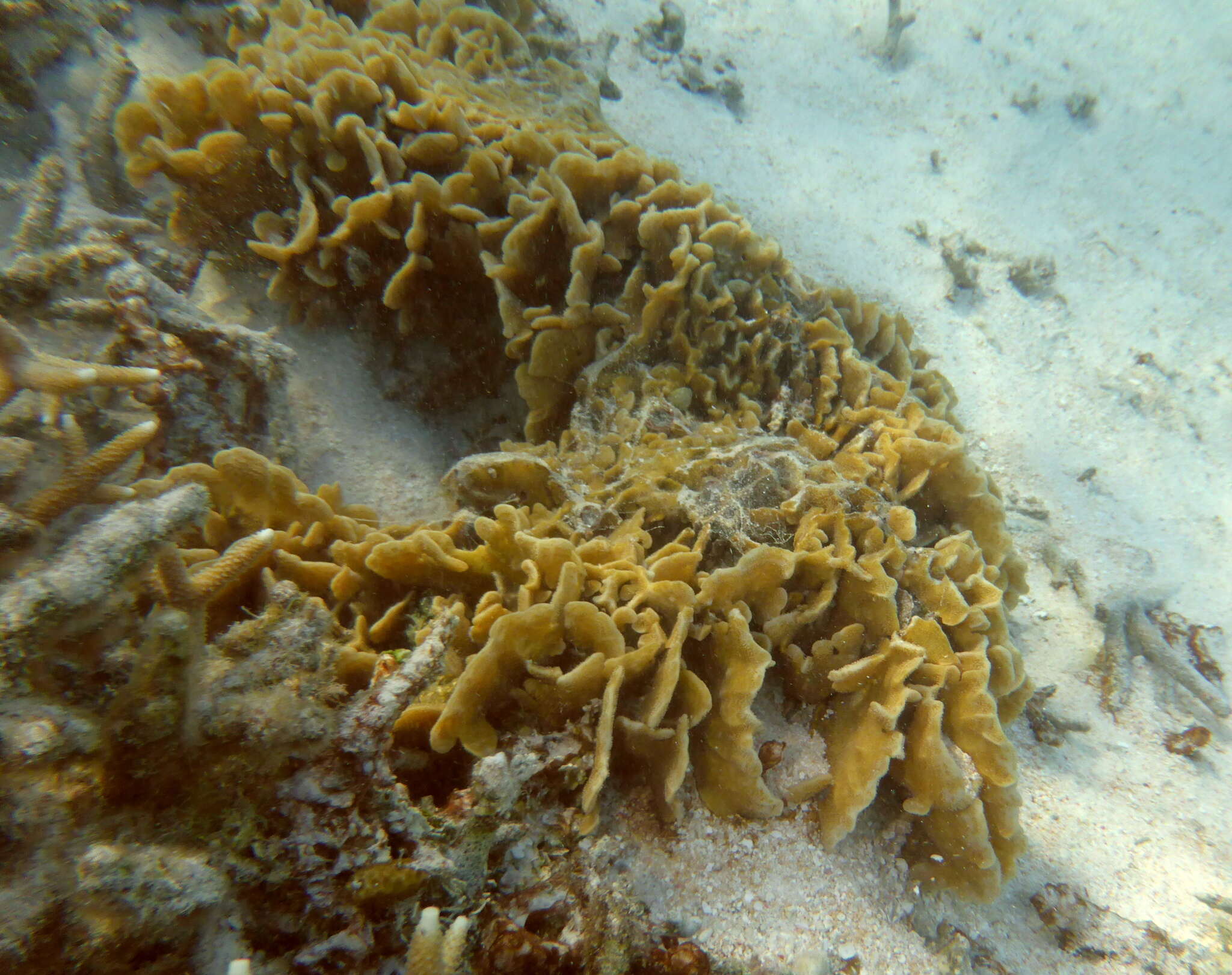 Image of leaf coral